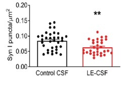 Quantification of the density of SynI immunoreactive synaptic puncta.jpg